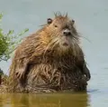 10515